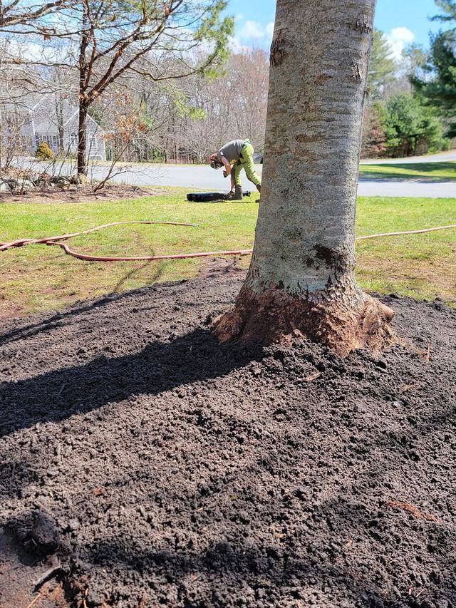 Tree trunk with mulch at its base in a sunny yard, with a person working in the background.