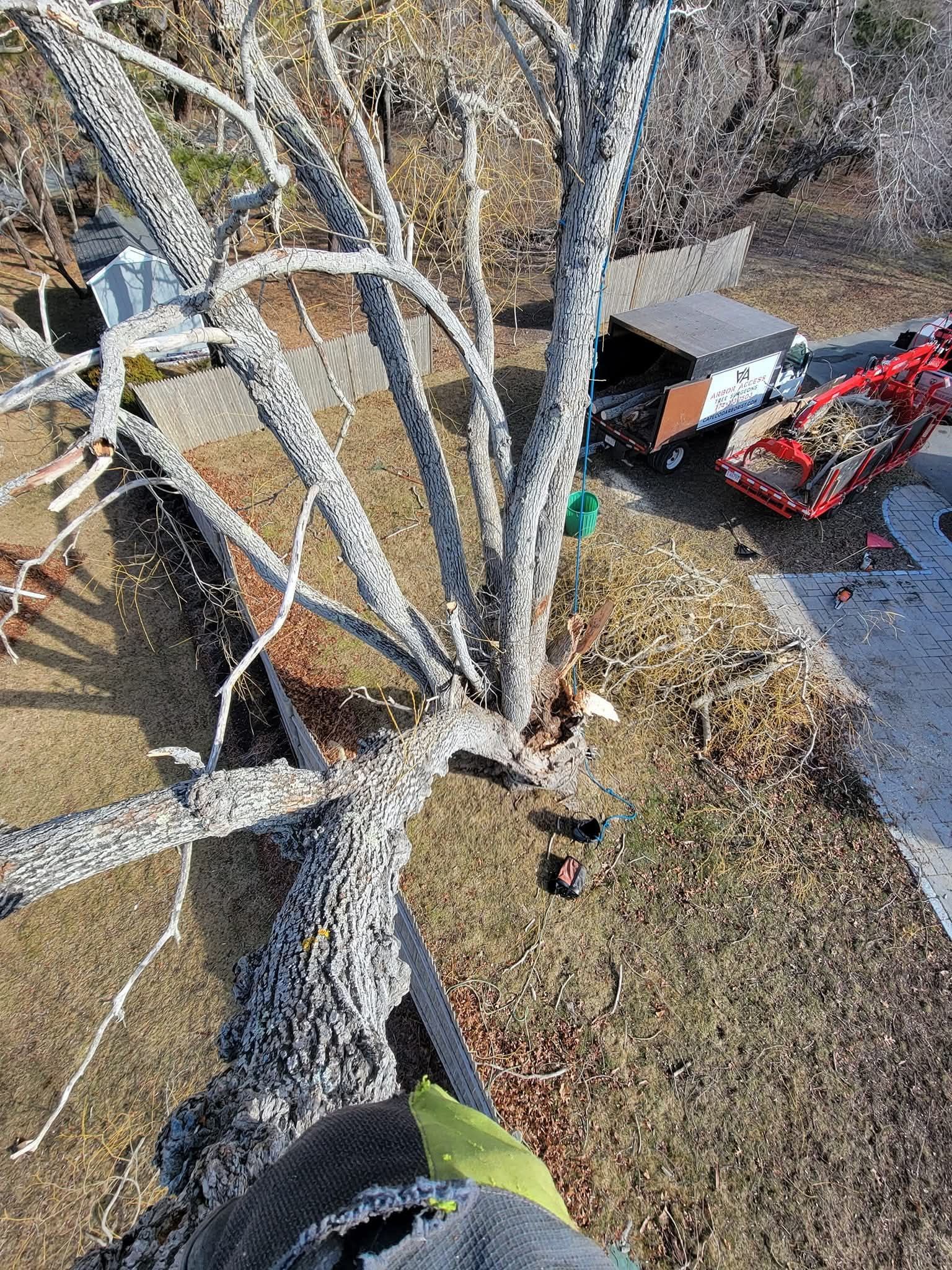 Person standing in a leafless tree, looking down at a red lawn tractor and shed below.