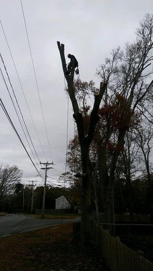 A tree worker cuts branches from a tall tree beside a road on a cloudy day.