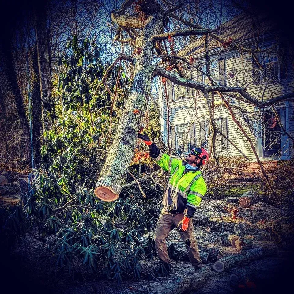 Arborist in neon jacket chainsaws a large fallen tree limb near a house in a wooded yard.