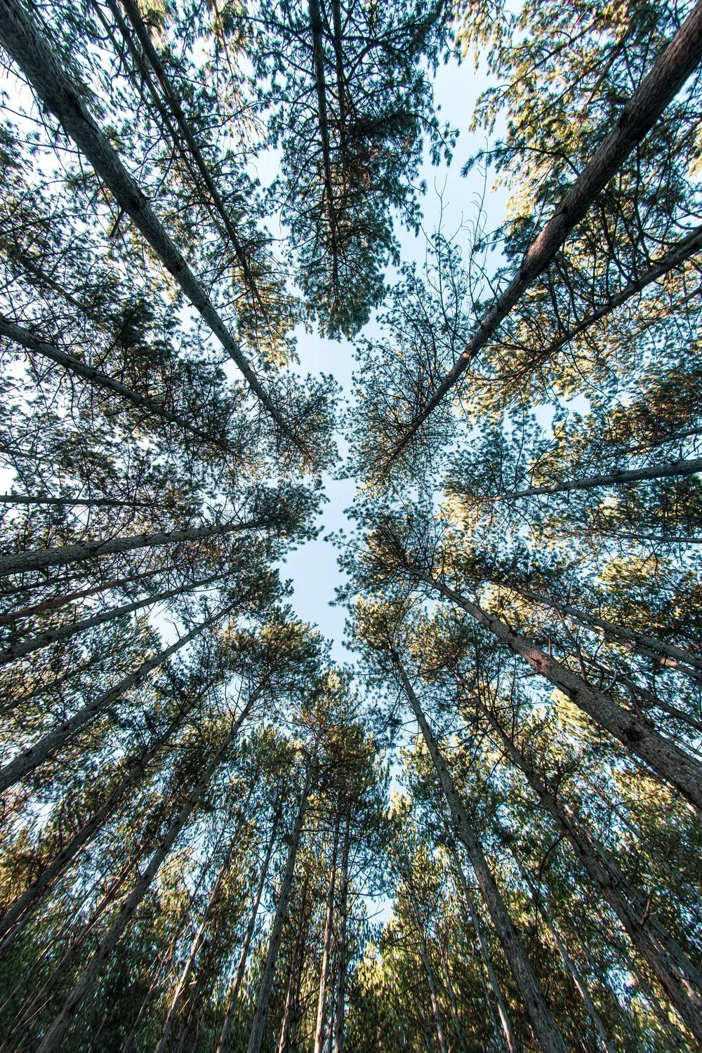 Tall trees viewed from below, with green and brown branches reaching toward a bright blue sky