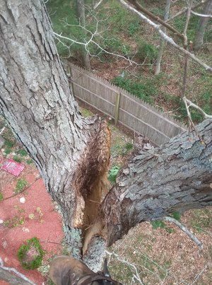 Two large tree trunks split at the base beside a wooden fence and leaf-covered ground
