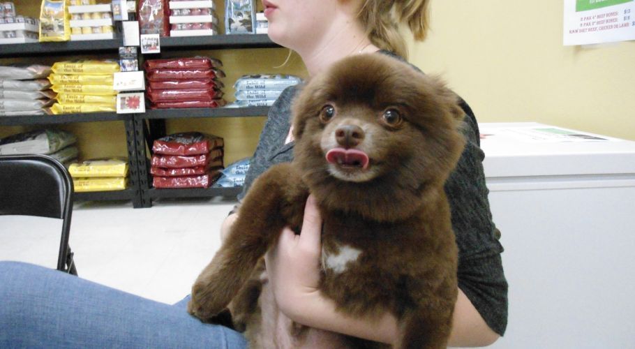 Dog with brown fur, held by a person in a pet supply store; dog has tongue out.
