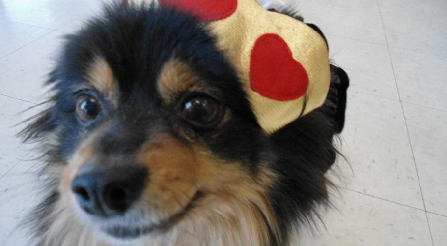Dog with black and tan fur wearing a gold garment with red hearts, looking at the camera.