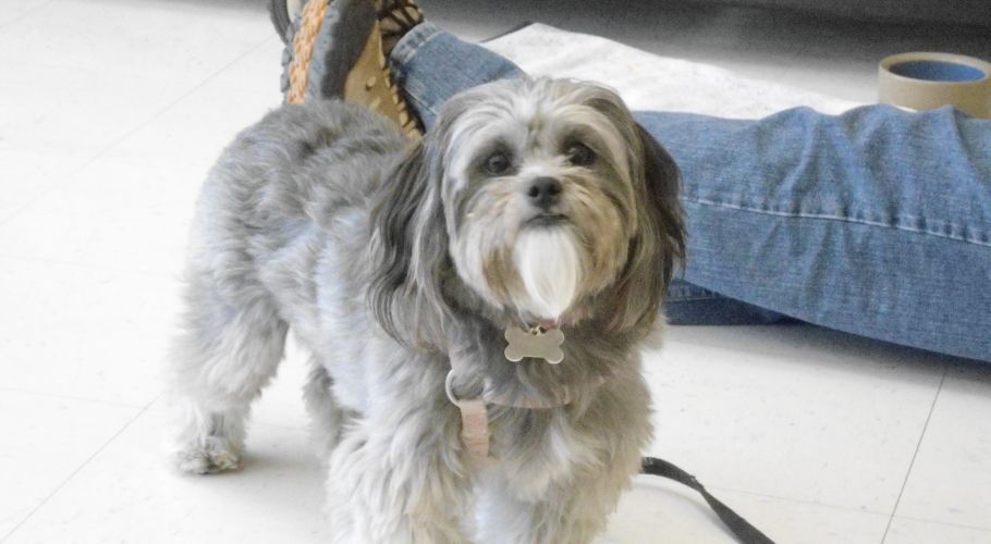 Grey dog with long fur, a white beard, and a tag, standing near a person in jeans.