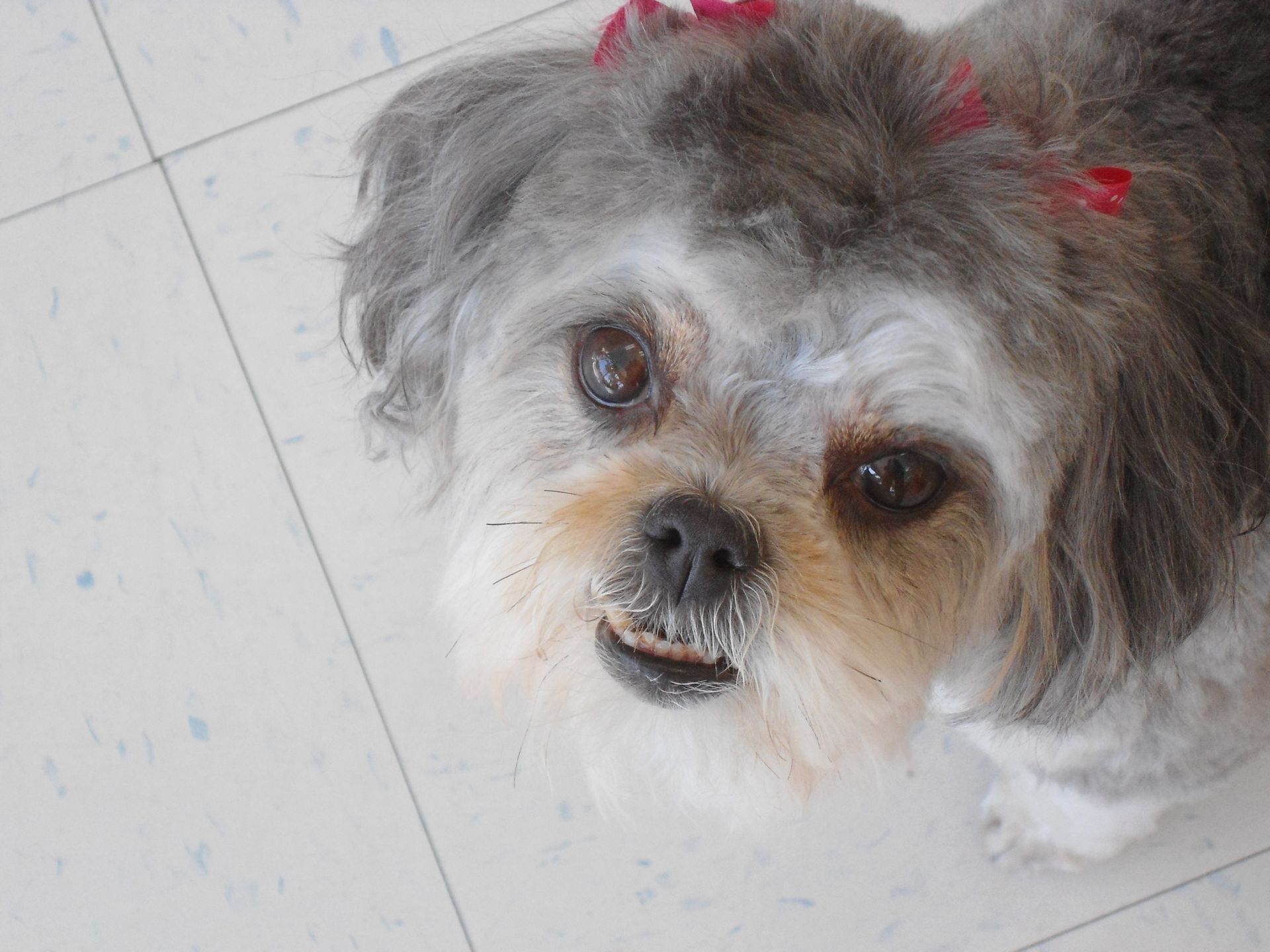 Small dog with gray and tan fur, two red bows in its hair, looking upwards.