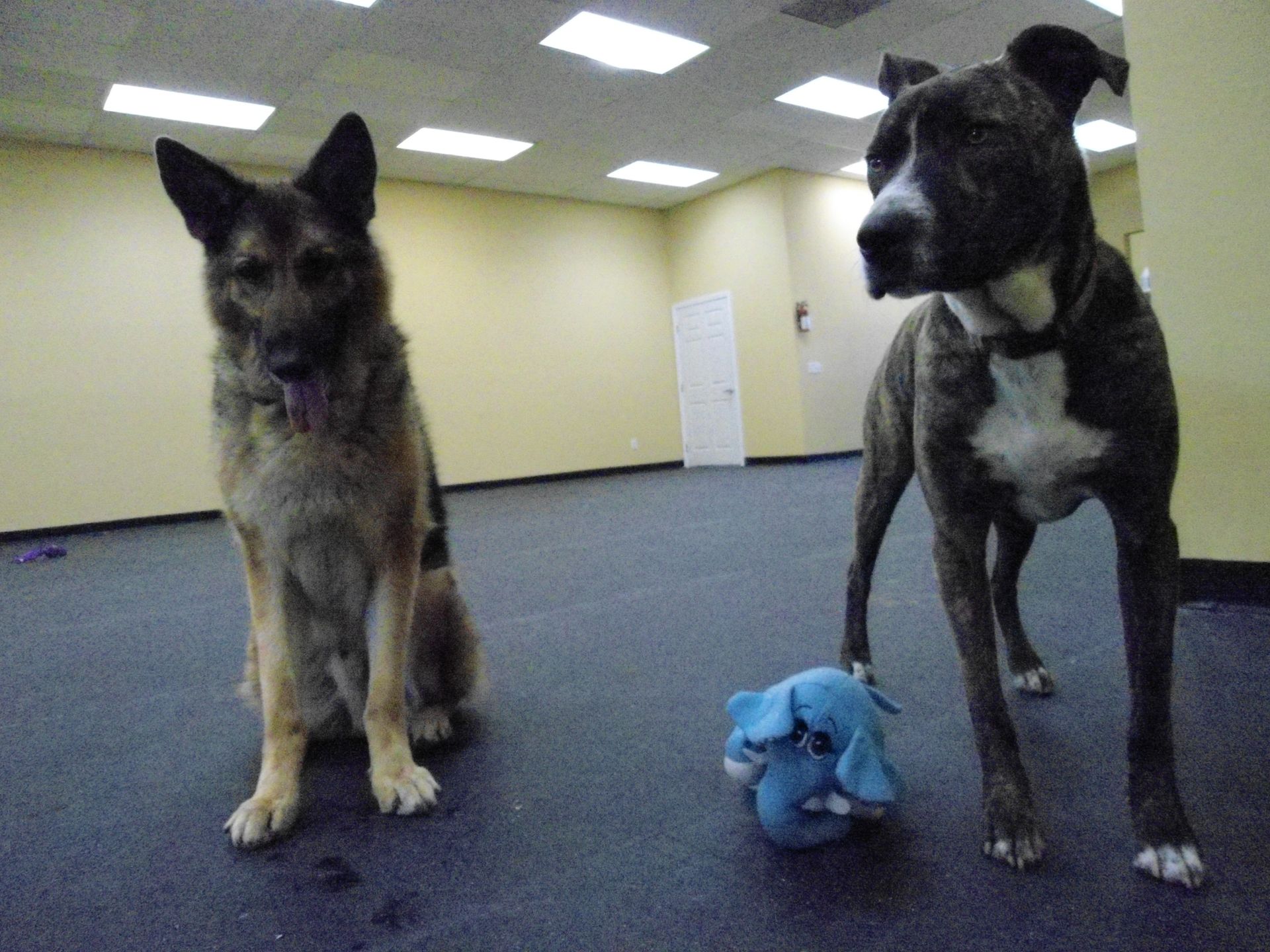 A German Shepherd and brindle Pit Bull sit near a blue stuffed animal in a room.