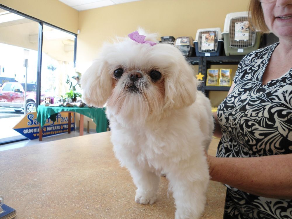 White Pekingese dog with a purple bow, being held by a woman, inside a shop.