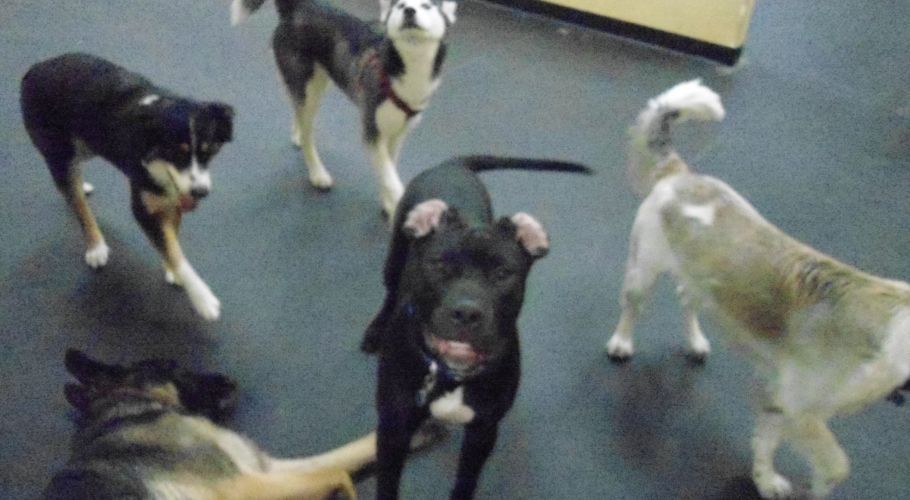 Five dogs of various breeds looking up, one lying down on a light gray floor.