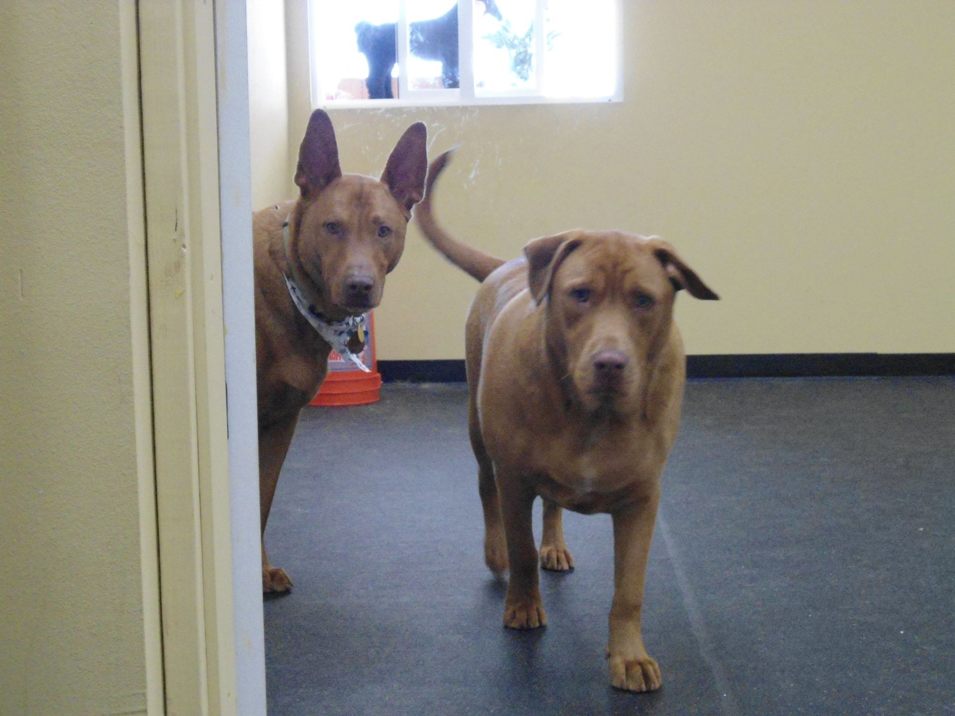 Two brown dogs in a room, one peeking from doorway, the other walking forward.