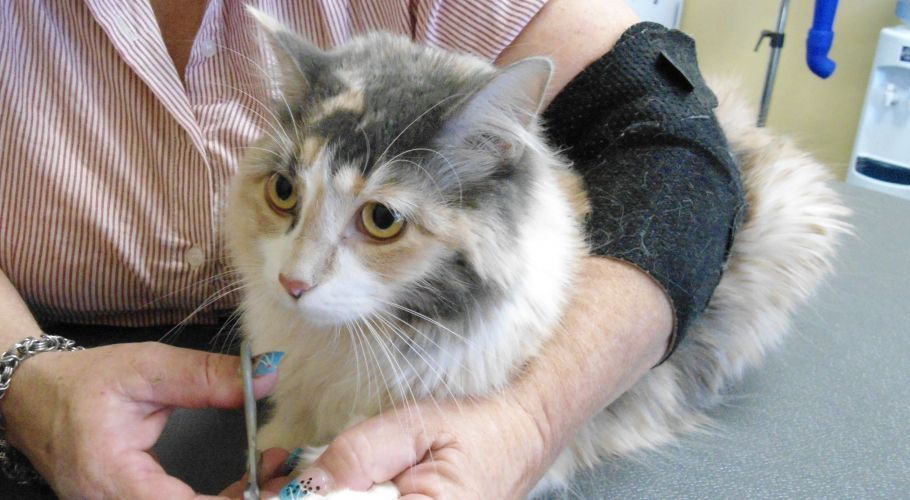 Cat getting an IV, held by a person with a bandaged arm in a veterinary setting.