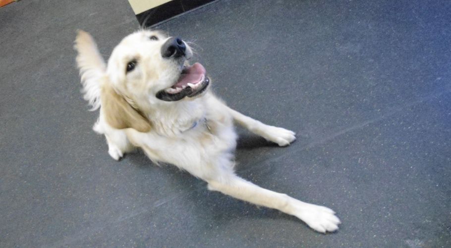 Golden retriever with mouth open, sitting on gray floor, looking up.
