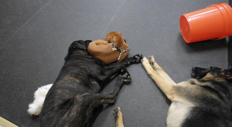 Three dogs lying on floor; one with a head inside a brown ball, orange bucket in background.