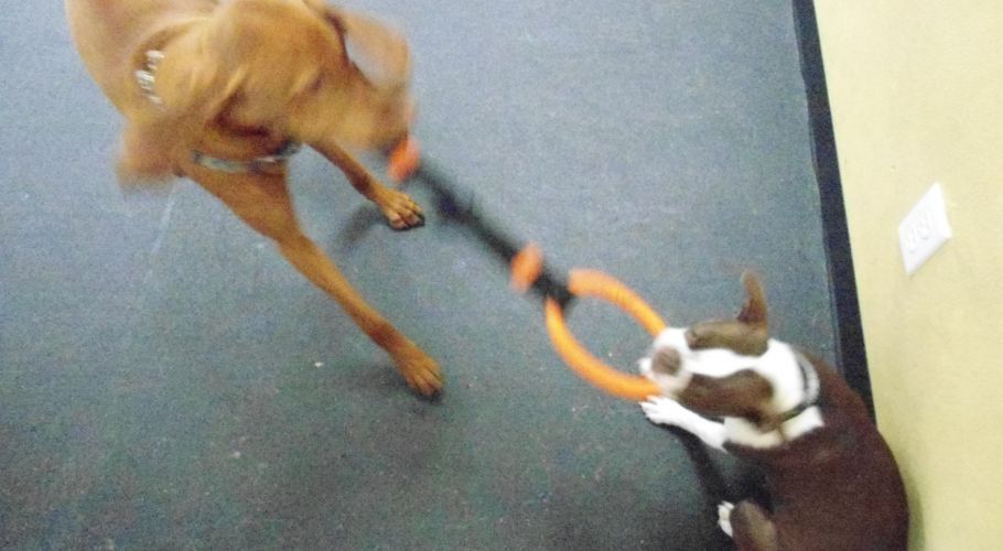 Two dogs tugging on a toy with an orange ring and black handle indoors on a dark floor.