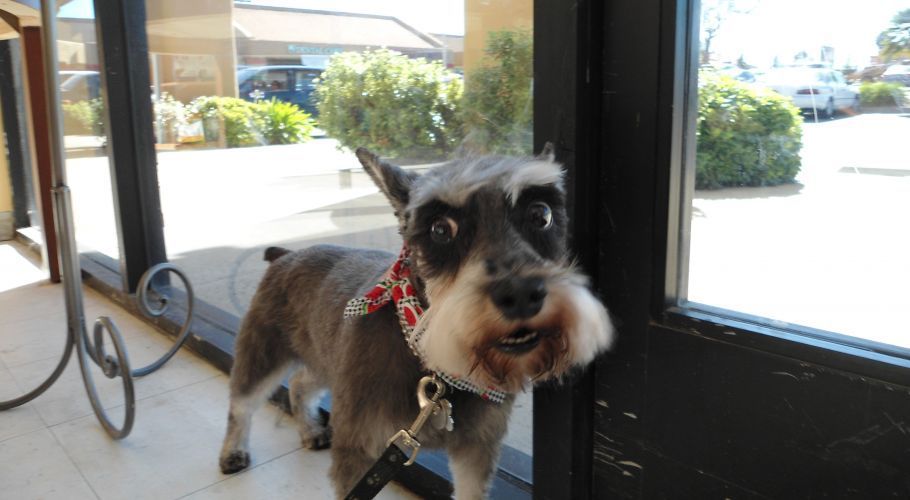 Gray Schnauzer wearing a red bandana, looking at the camera by a glass door.