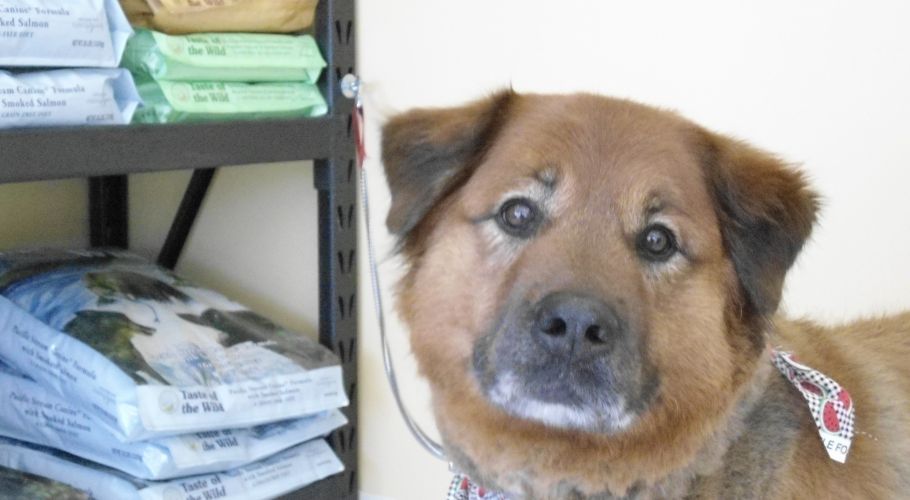 Brown dog with floppy ears and a red bandana stands next to shelves of pet food.