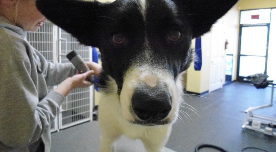 Dog being groomed; black and white coat, large ears, person brushing its neck indoors.