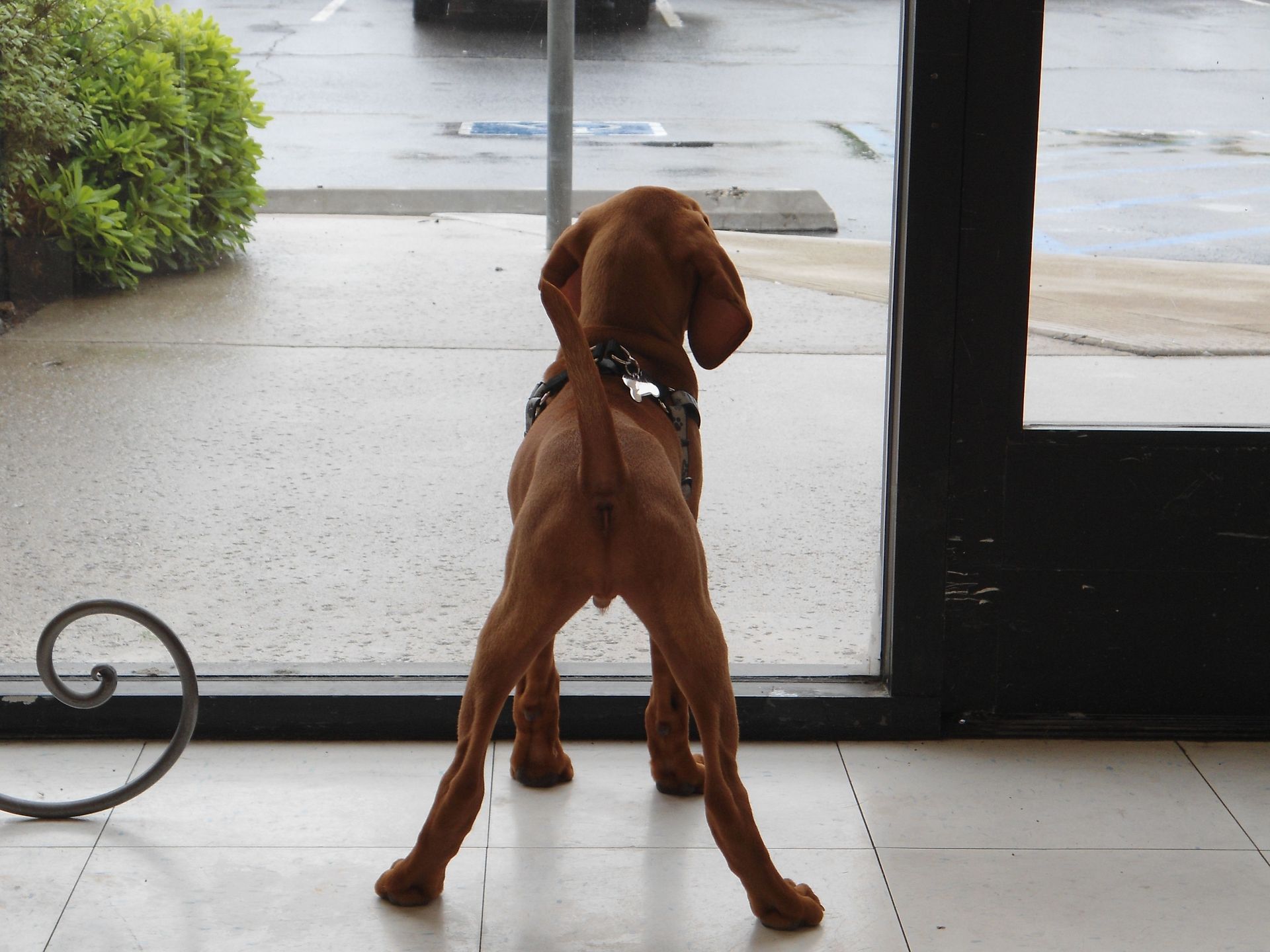 Brown dog looking out a glass door at a wet parking lot.