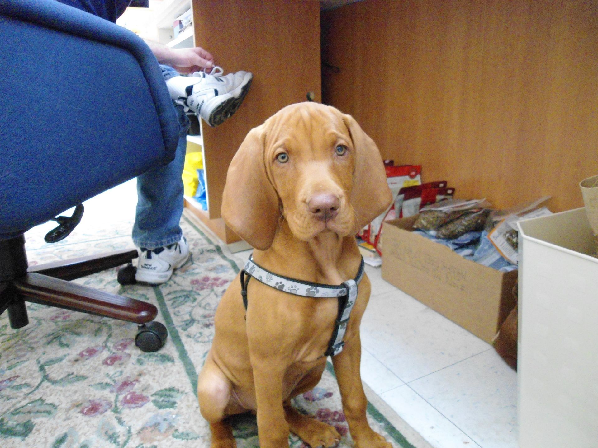 Tan puppy with floppy ears and a harness sits near a desk, looking at the camera. A person's legs are visible.