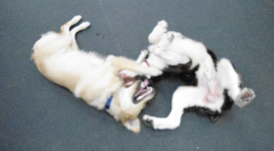 Two dogs playfully wrestling, one golden, one black and white, lying on a dark surface.