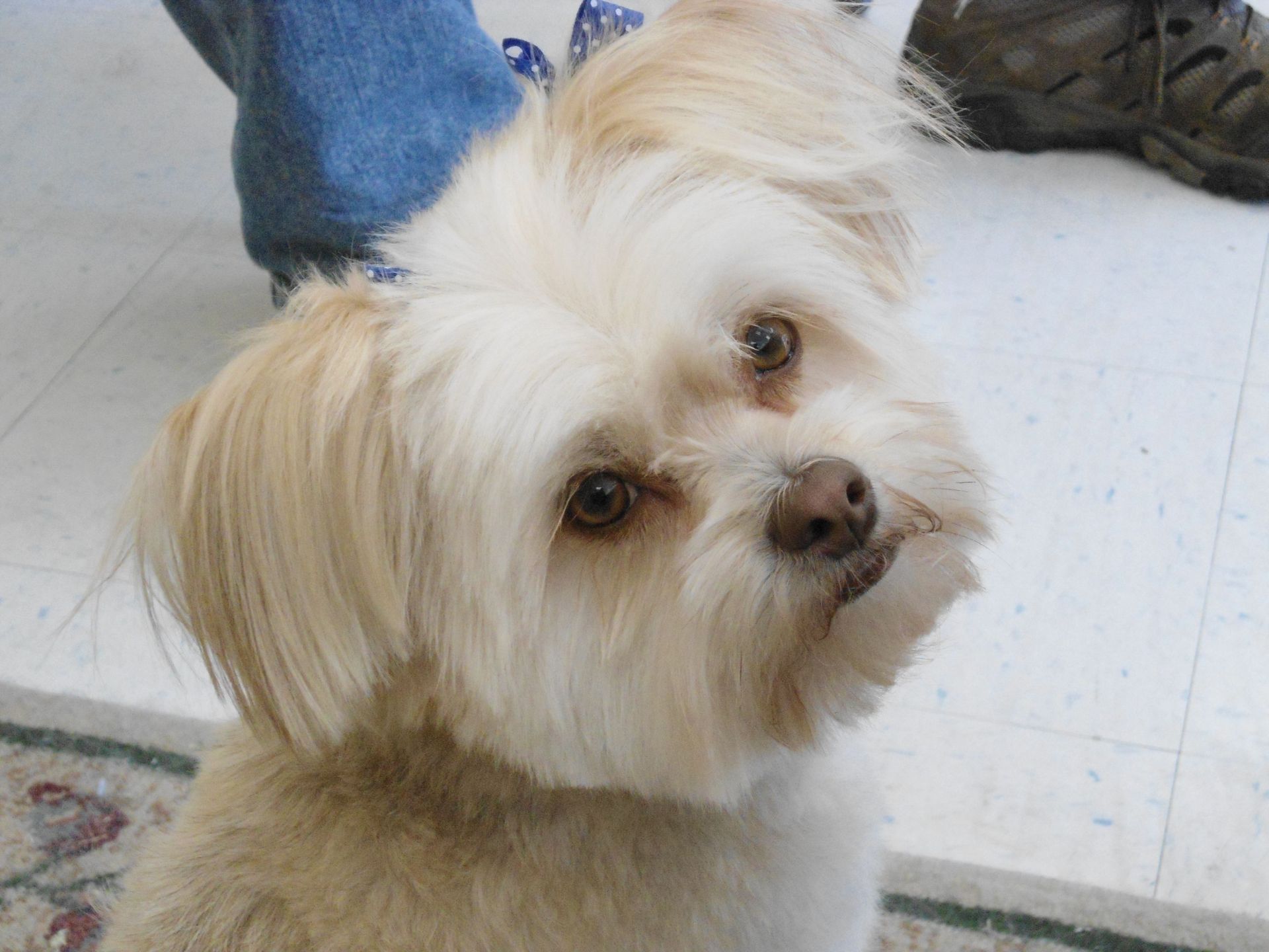 Cream-colored fluffy dog tilting head, looking at the viewer. Light brown eyes and nose.