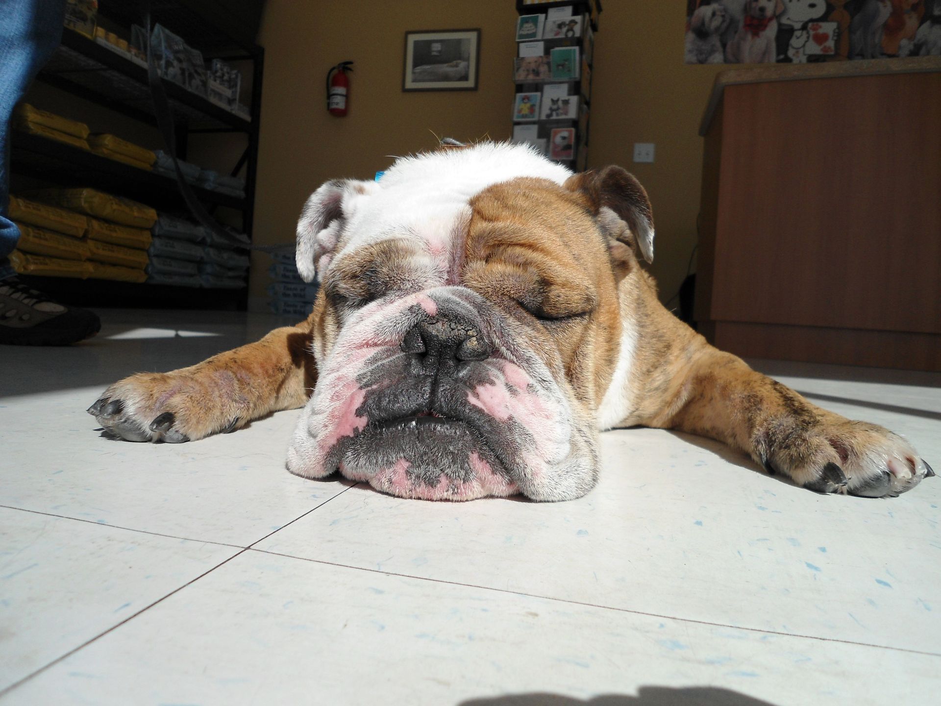 English bulldog sprawled on floor, eyes closed, pink snout, indoors.