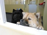 Two Chow Chow dogs, black and tan, peering over a ledge in an office setting.