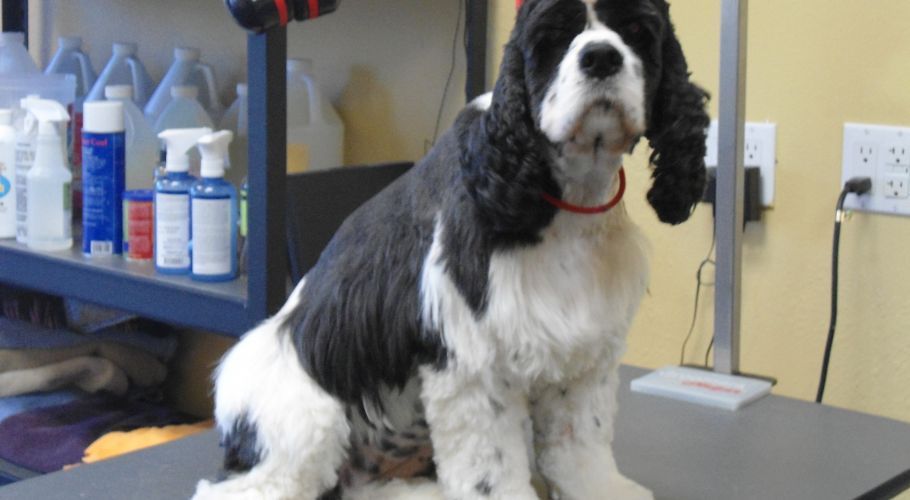 Black and white Cocker Spaniel sitting on a grooming table, wearing a red collar.