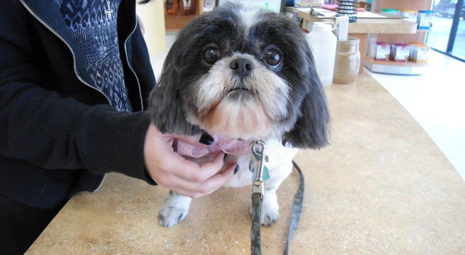 Shih Tzu dog at a grooming table, being held, with a leash. Black and white fur, looking forward.