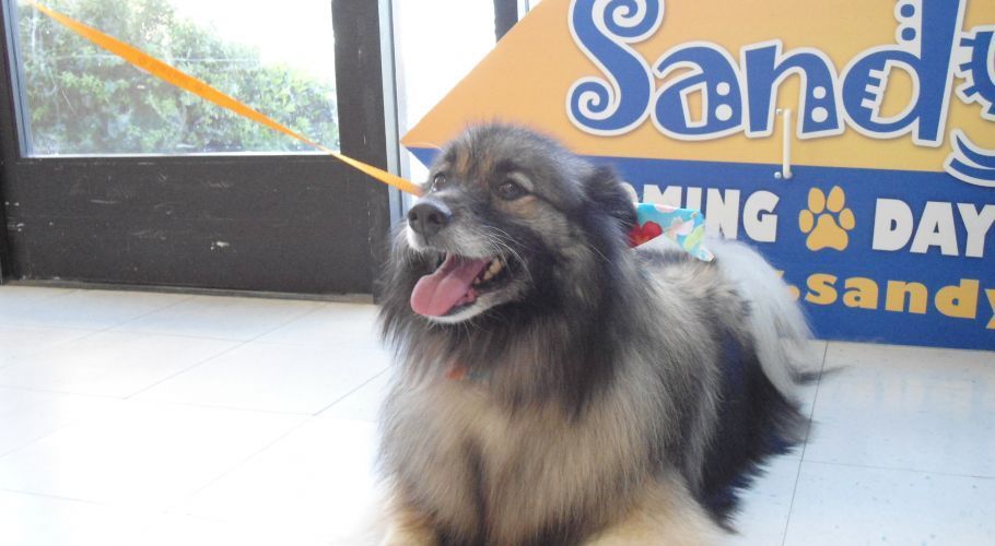 Dog with long, gray fur, panting with tongue out, lying down near a sign that reads 