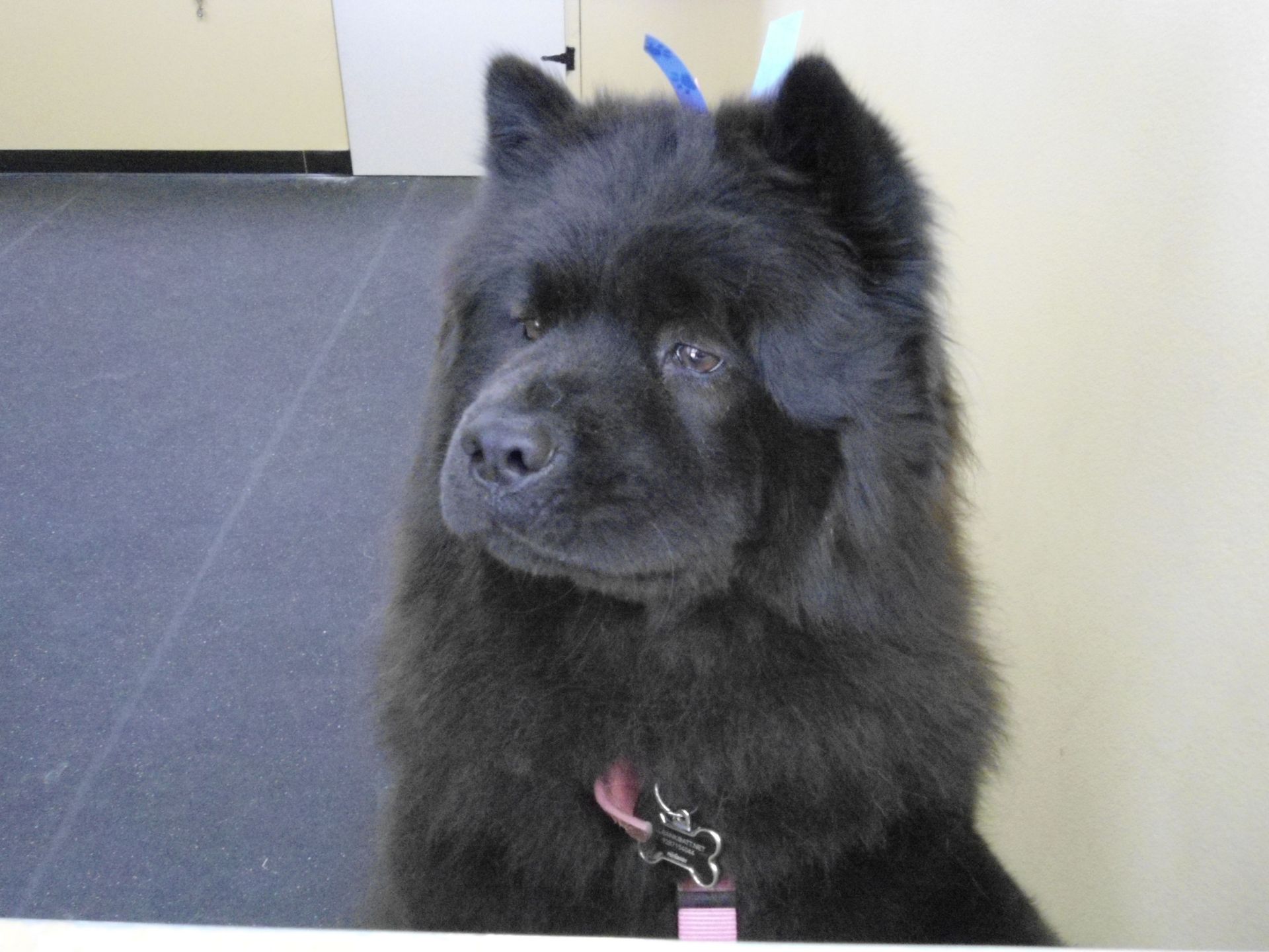 Black Chow Chow dog with fluffy fur wearing a pink collar, looking to the side.