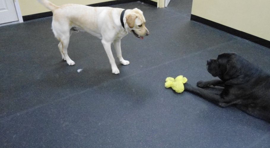 Yellow Labrador standing near a black dog lying down, both looking at a yellow toy on a black floor.