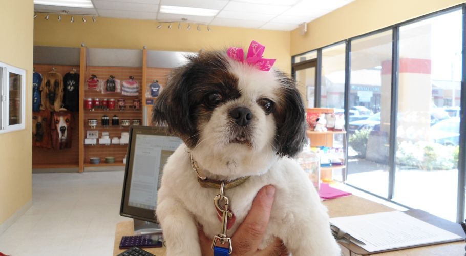 Shih Tzu with a pink bow, held by a person inside a pet grooming shop.