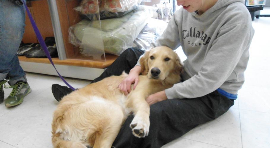 Golden retriever being pet by a person in a gray sweatshirt sitting on the floor.