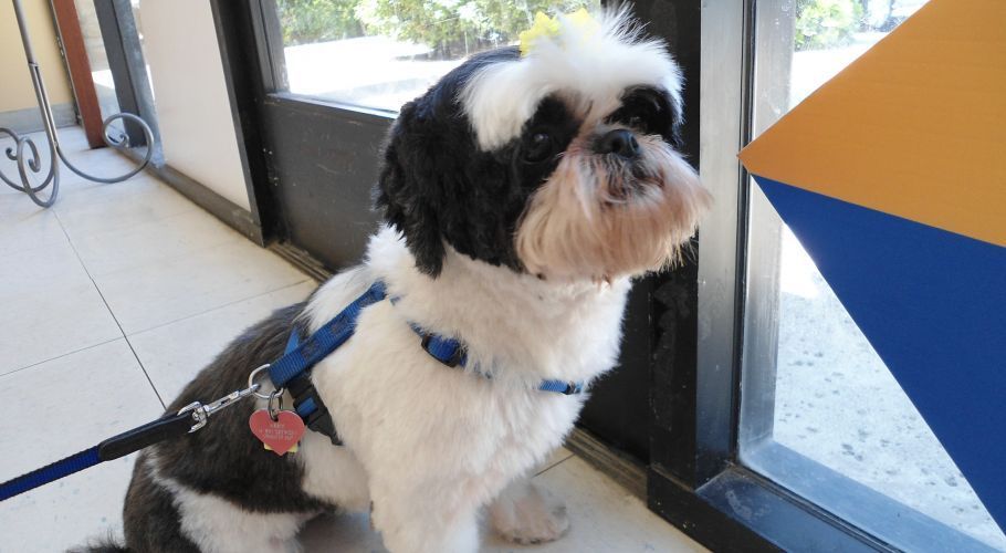 Black and white Shih Tzu dog wearing a blue harness, sitting near a window with an orange and blue shape.