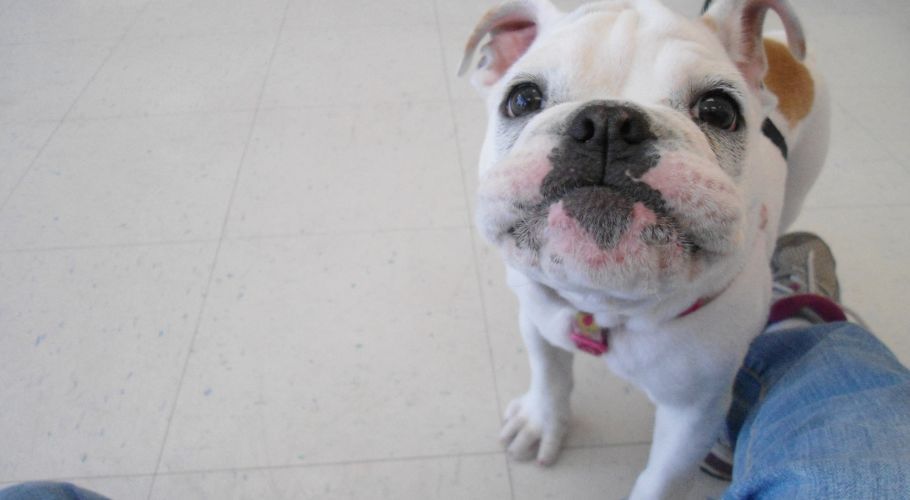 White and brown bulldog looking up, wearing a pink collar, in a room with white flooring.