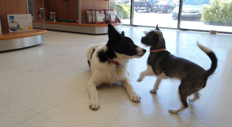 Two dogs, one black and white, one gray, interacting on a tiled floor inside a building with a large window.
