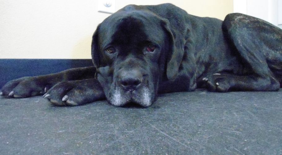 Black dog lying down, resting head on surface, sad expression.