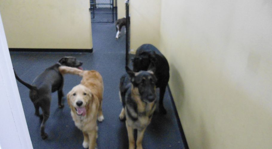 Five dogs of various breeds, including a golden retriever, in a hallway, looking at the camera.