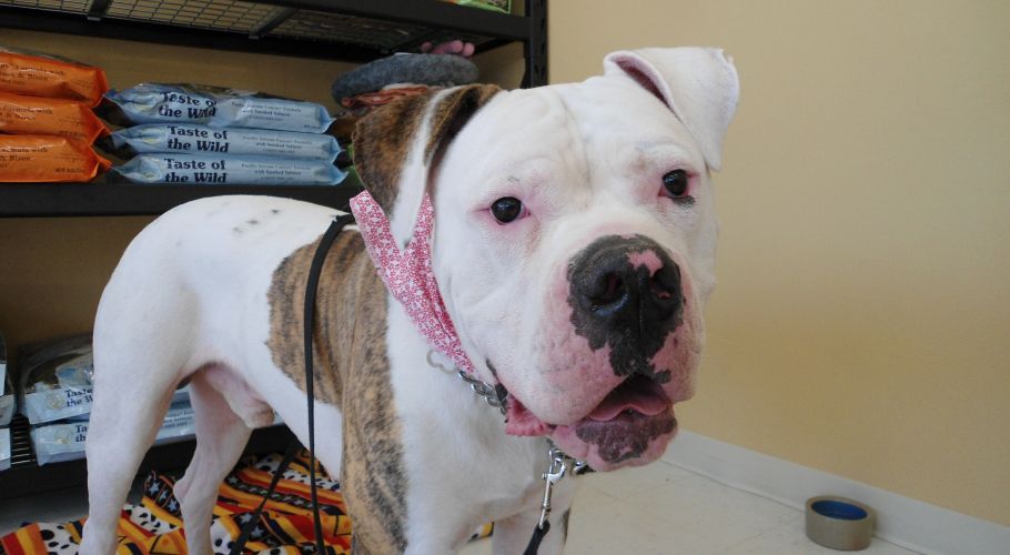 White and brown dog with a pink collar, looking at the camera.
