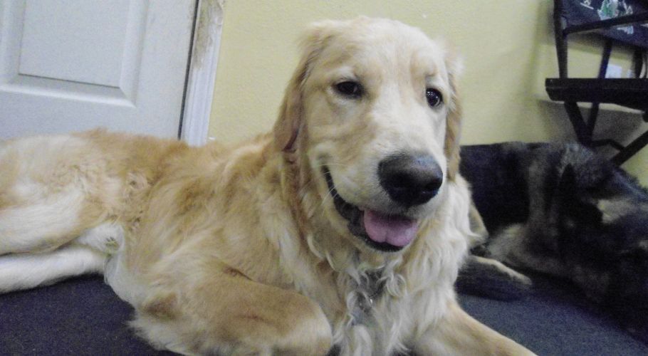Golden Retriever dog with a happy expression lying down; another dog is partially visible.