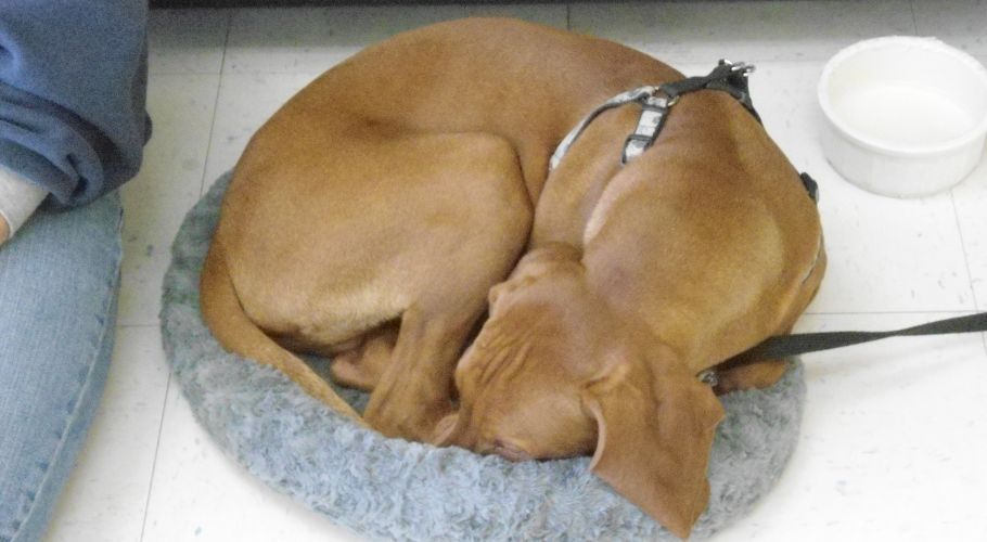 Brown dog curled up asleep in a gray bed, with a white bowl nearby.