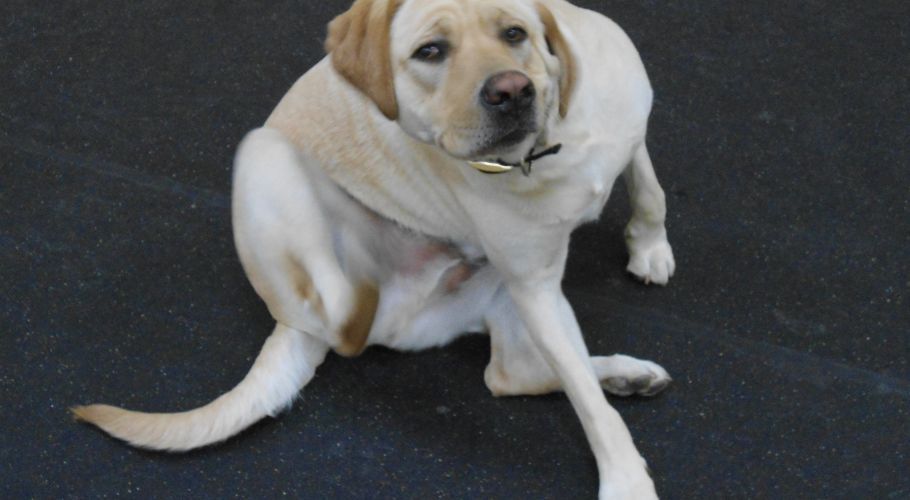 Yellow Labrador dog scratching its side, sitting on a dark surface.