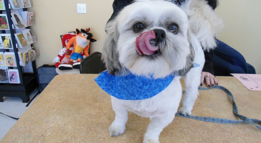 Shih Tzu dog with blue bandana, licking its nose, on grooming table.