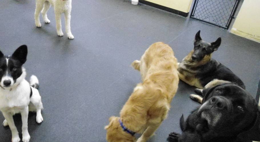 Dogs in a room, some sitting, some standing. Black, white, gold, and tan fur. Dark floor, yellow wall.