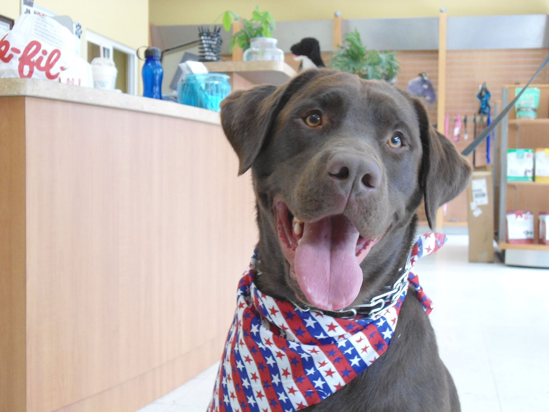 Chocolate Labrador wearing patriotic bandana, panting with a happy expression inside a shop.