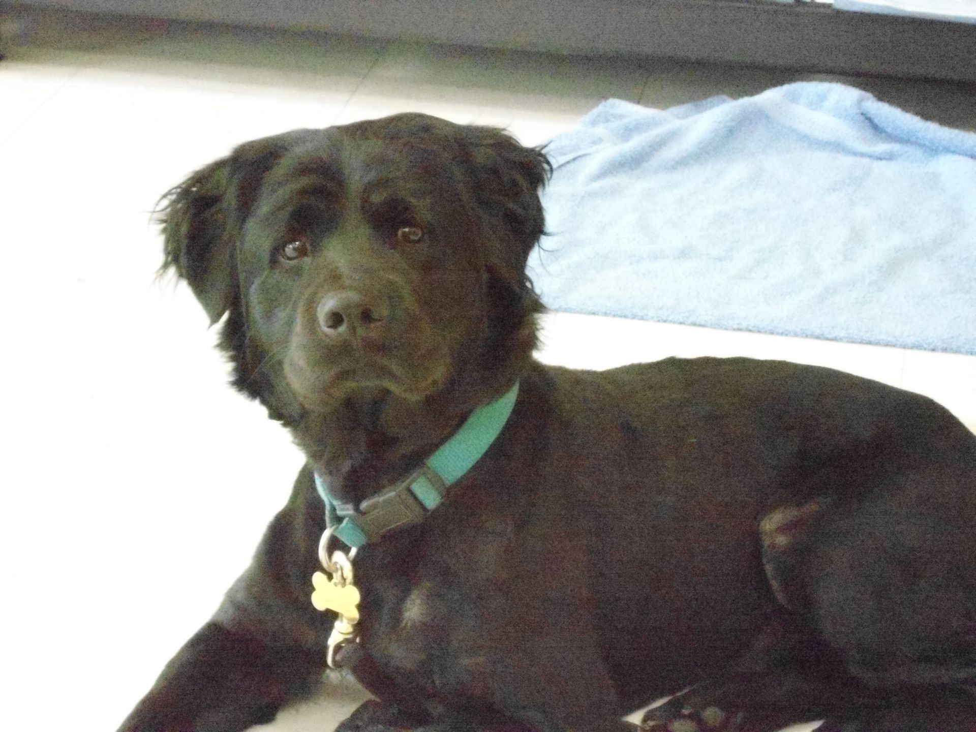 Black dog with teal collar, lying down and looking at the camera.
