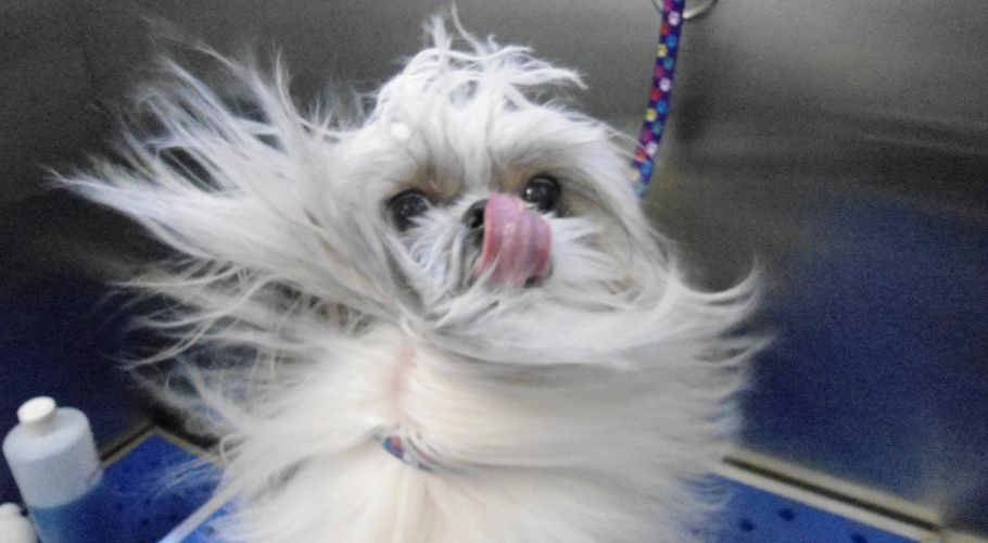 Fluffy white dog with long hair licking its nose, sitting in a blue-tiled tub.