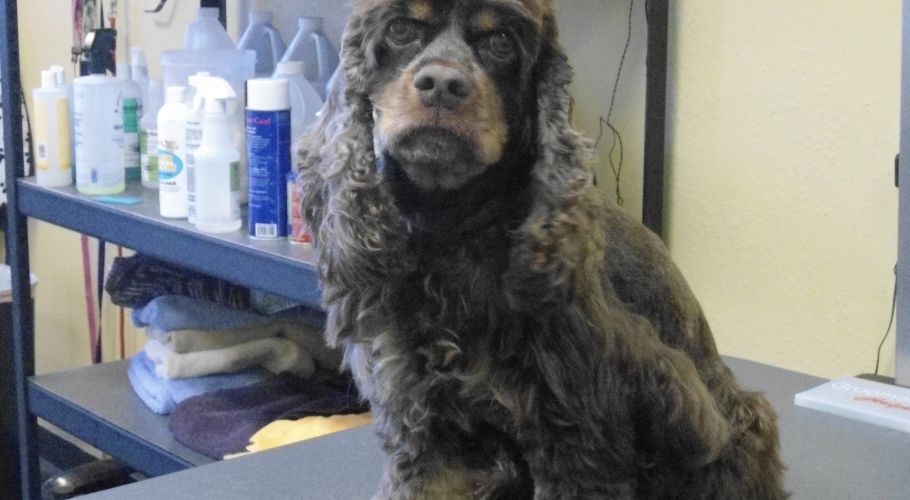Brown Cocker Spaniel dog sitting on a grooming table, looking forward, with bottles on a shelf in the background.