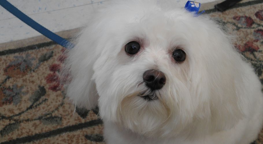 White fluffy dog with dark eyes and nose, looking at the camera.
